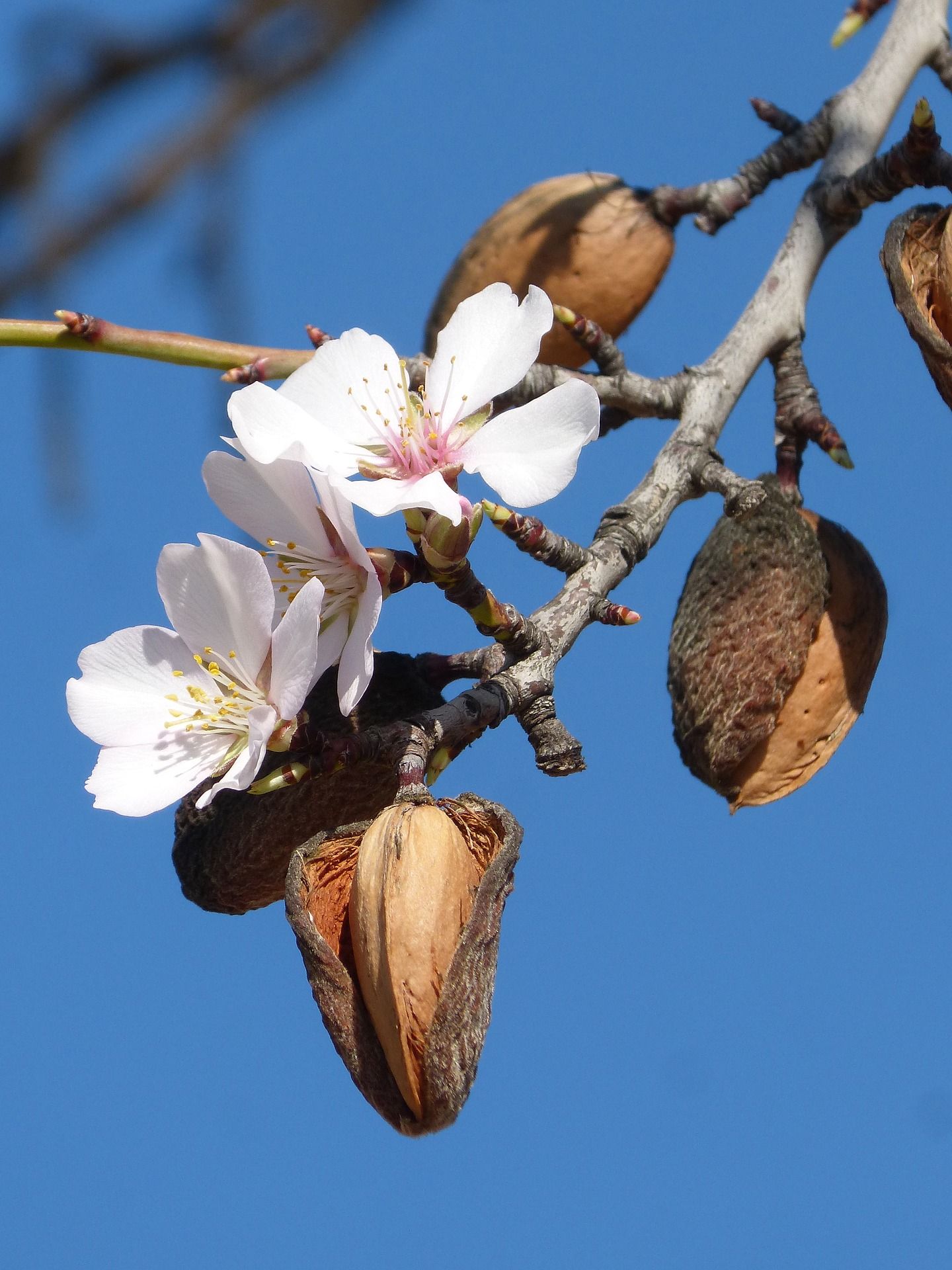 Seguro para Explotaciones de Frutos Secos