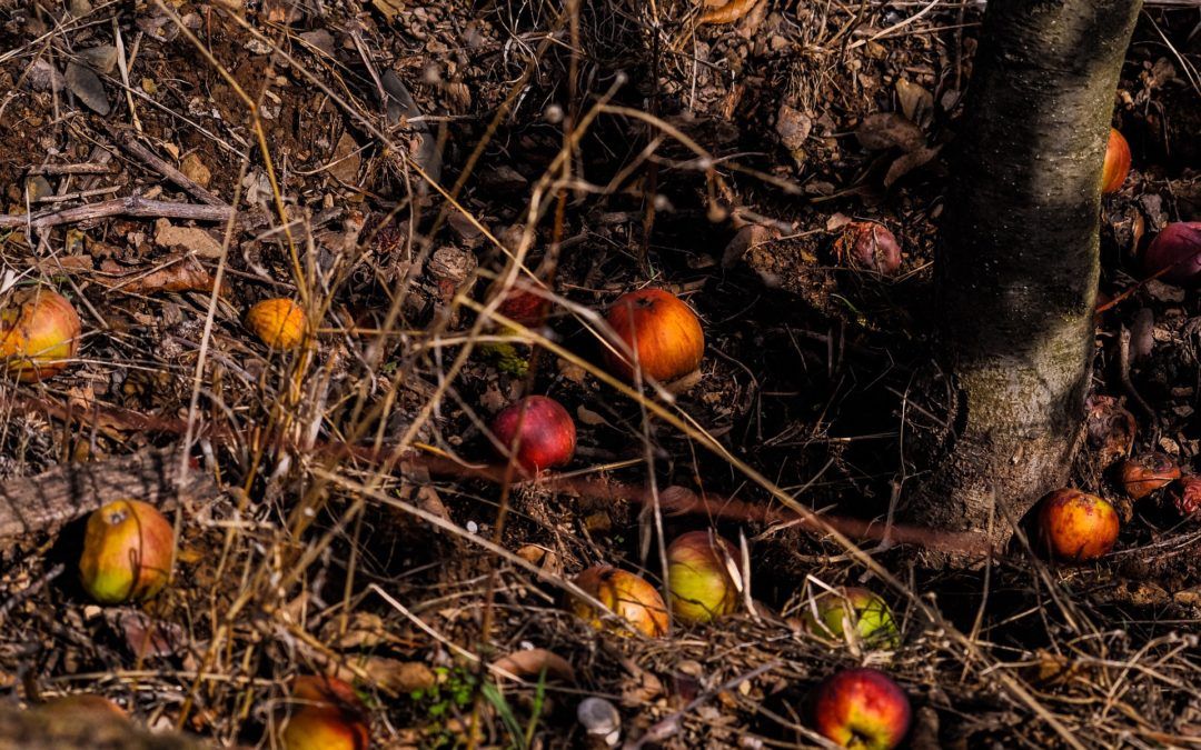 Agroseguro registra el peor mes de junio de la historia del seguro agrario con indemnizaciones superiores a los 111 millones de euros